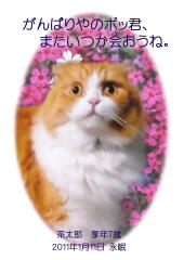 茶太郎ちゃんのメモリアル写真　ペット葬儀日：２０１１年１月１２日　千葉県よりご依頼